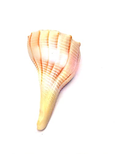 M Francisco Dakshinavarti Shankh Right Hand Conch Shell for Puja Items Pooja Thali Diwali Home Decor Gift (Small Size 1.5 Inch, Brown) A++