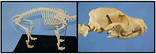 完全送料無料 スケルトンモデル 犬のスケルトン犬の骨格標本モデル犬動物解剖学的ティーチングモデル Zsefv Avmschools Ac In