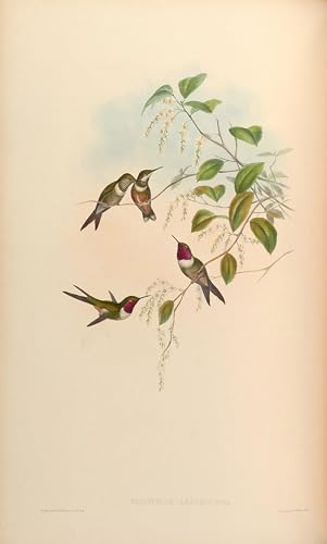 Affiche artistique animal oiseau John Gould impression toile de maître