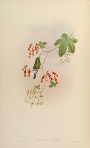 Imagen de lienzo para renovar paredes vacías con arte de pájaros John Gould de 60x90cm