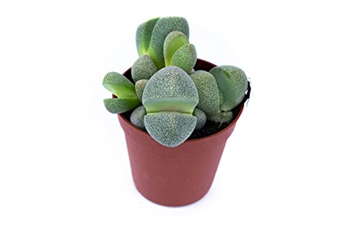 Split rok | Ø6cm | Pleiospilos Nelii - Afbeelding 7