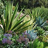 Agave Mix semi succulente (Agave Specie Mix) 20 + Semi (80+)