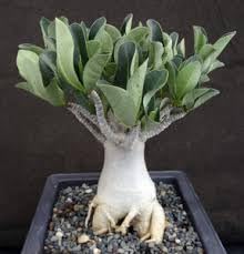 Image of Hybrid Adenium Live Plant - Mix Color | Desert Rose | Multi-Colored Blooms | Easy to Care For | Ideal for Indoor & Outdoor Decoration | Unique Sculptural Form (ARABICUM)