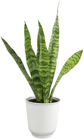 Live Snake Plant in Decorative White Pot, Sansevieria Zeylanica, ...