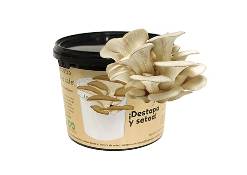 Kit de Autocultivo de Setas de Ostra para Casa |Cultivo en Posos de Café Reciclado | Set Completo con Recipiente Resetea | Kit autocultivo |