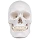 Cranstein A-240 anatomischer Schädel | Medizin Studium und Ausbildung | Totenkopf | Schädel Anatomie Modell | Schädel Modell