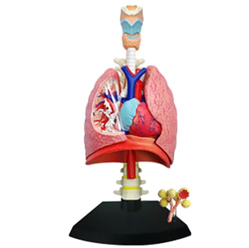 Modèle humain cœur et poumon AMITD pour comprendre l'anatomie 4D - 2