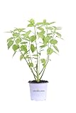 eGarden.store
