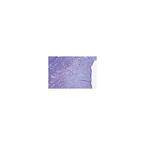 Image of 3B Scientific GmbH W13316 Genital System-German