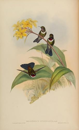 Impression d'affiches Oiseau Heliangelus Gould Toile d'Artiste Premium 60x90
