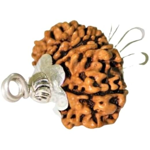 11 Mukhi Rudraksha Pendant with Silver Cap