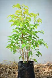 Golden Ficus Plant Ficus Benjamina Golden Sapling Plant Ficus Golden King Weeping Fig Ficus Panda Indoor/Outdoor Live Healthy Plant Pack of 1 (Plant height upto 1 feet)-image-16
