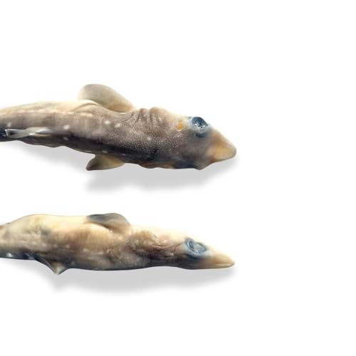 Image of Preserved Spiny Dogfish Shark (Squalus acanthias), 8-12 inch Authentic Formalin-Preserved Specimen for Dissection, Marine Biology Study, Anatomy Education, Science Classroom & Lab Learning