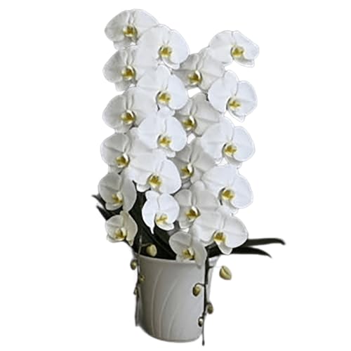 綾羽株式会社 大輪胡蝶蘭 白 2本立ち 花数45輪以上(つぼみ含む)