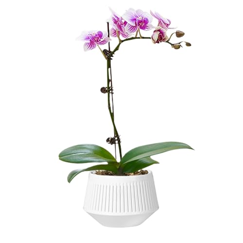 Genérico Macetas para Orquídeas | Macetas para Orquídeas con Drenaje | Doble Capa para Control de Raíces y Riego Hidropónico para Plantas Vivas como Violetas Africanas y Plantas de Interior