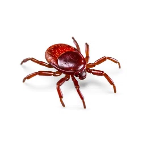 Adybac 1001 | Insecticida, ovicida y larvicida | Cucarachas | Moscas | Chinches | Garrapatas | Pulgas | Piojos | Mosquitos | 6 unidades |