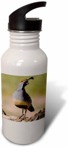 3dRose "Gambels Quail, bird, Tucson, Arizona NA02 RNU0137 Rolf Nussbaumer" Sports Water Bottle, 21 oz, White image 4