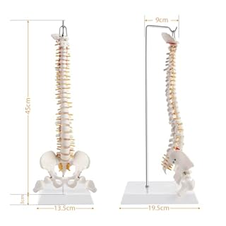 ERWEY Modello della colonna vertebrale umana, modello scheletrico della colonna vertebrale con colonna vertebrale, bacino, cosce, piedistallo e supporto per la ricerca medica in classe-45cm