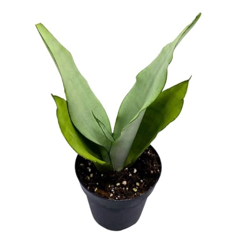 BubbleBlooms Sansevieria Moonshine White-ish Green Snake Plant in a 4
