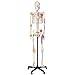 Axis Scientific Flexible Skeleton Anatomical Model, Painted and Numbered Life-Size Skeleton with Flexible Spine, Muscle Insertion and Origin Points, Includes Base, Dust Cover