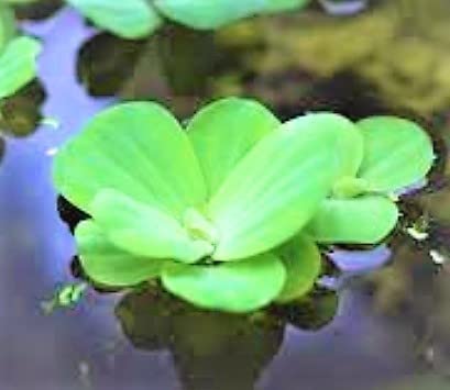 NATURE WORLD PREMIUM FULLY ORGANIC WATER CABBAGE LETTUCE PISTIA STRATIOTES NILE CABBAGE HEALTHY LIVE PLANTS FOR AQUARIUMS AND FISH TANKS AND FPONDS (75) (B0BPPW9CB2) Amazon Price History, Amazon Price Tracker