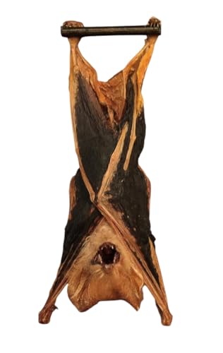 Real Preserved MUMMIFIED BAT Hanging Position Kerivoula picta - Study Specimen - Oddities -Gothic