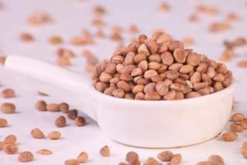 Image of RUSTIC BITES Natural Chironji Seed I Raw Charoli | Almondette Kernels | Almondette | Chironjii Dana | Crunchy Texture | Charoli| Seeds For Eating Kernels Seed | chironji seeds 100g