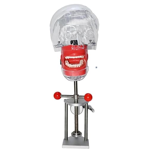 Dientes extraíbles en este modelo dental con soporte que optimiza tus prácticas odontológicas 2