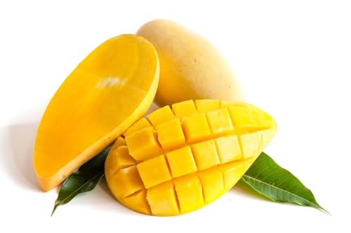 Image of Rare Thailand Nam Dok Mai Si Thong Golden Mango Plant Juicy Fruit After 2-3 Years Height 2-3 Feets PB 30