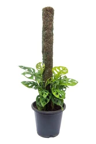 Cloud Farm Broken Heart Indoor Hybrid Live Plant for Decoration, Natural Air Purification CF-33 (B0BBGBTBJ2) Amazon Price History, Amazon Price Tracker