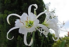 3 x Hymenocallis Festalis Peruvian Daffodil Bulbs Garden Summer Perennial (Spider Lily)