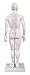 Male Acupuncture Model 20
