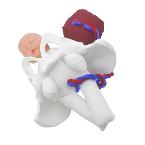Modèle d'anatomie du bassin pour comprendre l'accouchement avec fœtus détaillé Cabilock