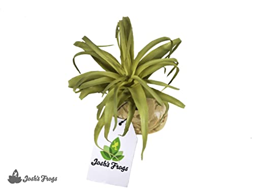 Josh's Frogs Arid Artificial Plants for Reptiles (Tillandsia)