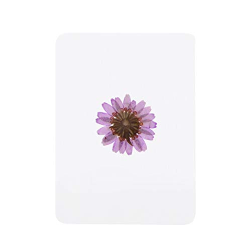 Flores prensadas secas mezcla natural para manualidades miniatura 5