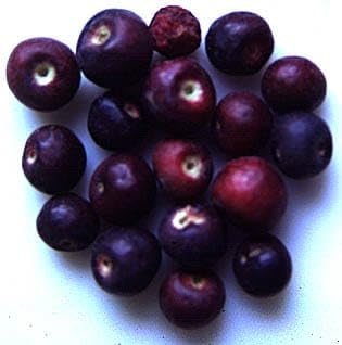 See full amazon price history chart for GreenWorld Sweet & Rare Phalsa Falsa Grewia Asiatica Sherbet Berry Fruit Plant (Guti Kalam) Healthy Live Plant,Fruit After 1 Year GreenWorld Sweet & Rare Phalsa Falsa Grewia Asiatica Sherbet Berry Fruit Plant (Guti Kalam) Healthy Live Plant,Fruit After 1 Year (B0CM72CCL2) Amazon Price History, Amazon Price Tracker