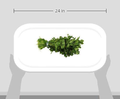 Cilantro, 1 Bunch
