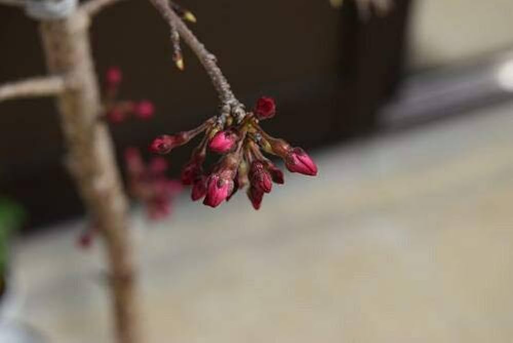 Amazon.co.jp: 一重紅しだれ桜 : DIY・工具・ガーデン