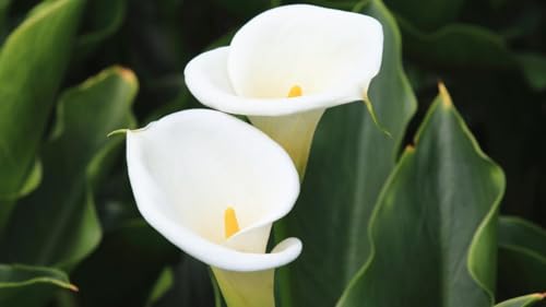 Image of Live Arum Lily Plant with Pot | Indoor Outdoor Flowering Plant for Home Garden | Decorative Air Purifying Live Plant for Living Room Balcony Office