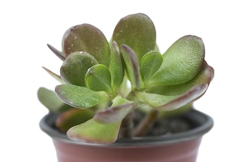 pianta vera pianta grassa crassula ovata albero di giada