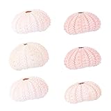 Abaodam 6 Piezas Soportes para Plantas de Aire Conchas de Mar Natural Maceteros Decorativos para Interior y Exterior con Diseño de Erizo de Mar Color Aleatorio Color Aleatorio