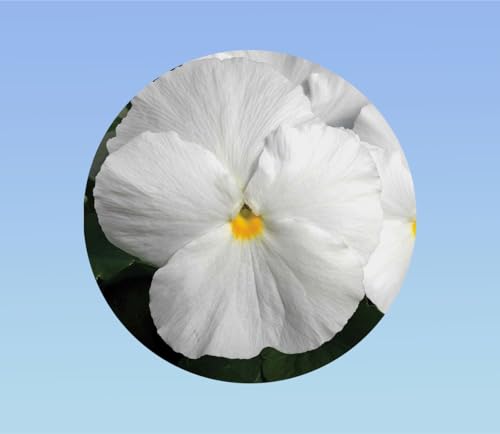 50 graines pensée blanche sans macule - Viola x wittrockiana - plante ornementale - white - pensée rare sans macule