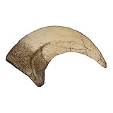 Mini Velociraptor Dinosaur Claw (Actual Size Recreation)
