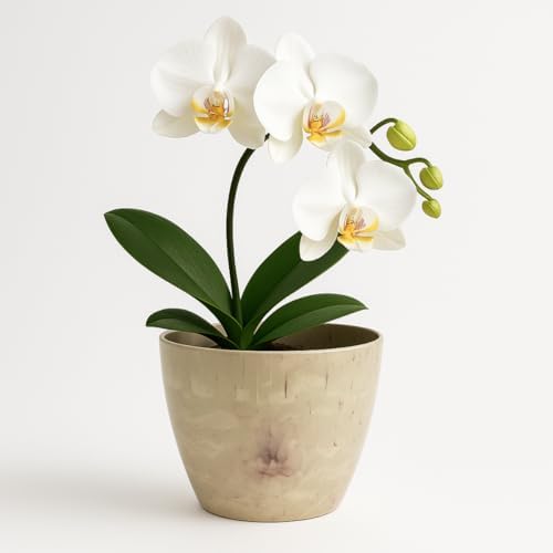 Vaso Cachepô Redondo Decorativo 15x13cm Alto Brilho para Orquídea...