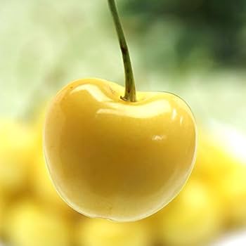 Amazon.co.jp: さくらんぼ 月山錦 24粒 約180g 木箱入り 山形県産 2L