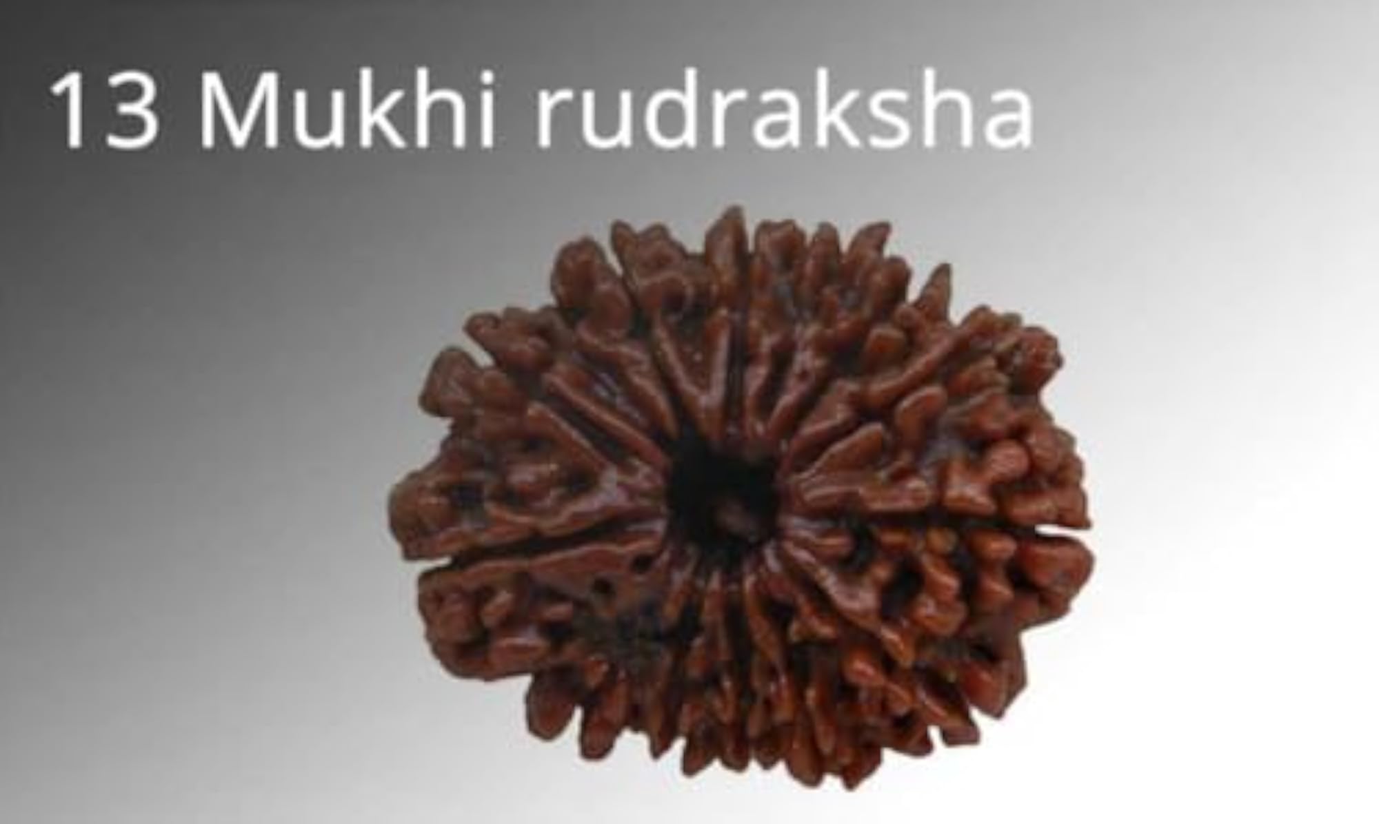 Nepali 13 Faced Rudraksha Blessed by Lord Kaamdev