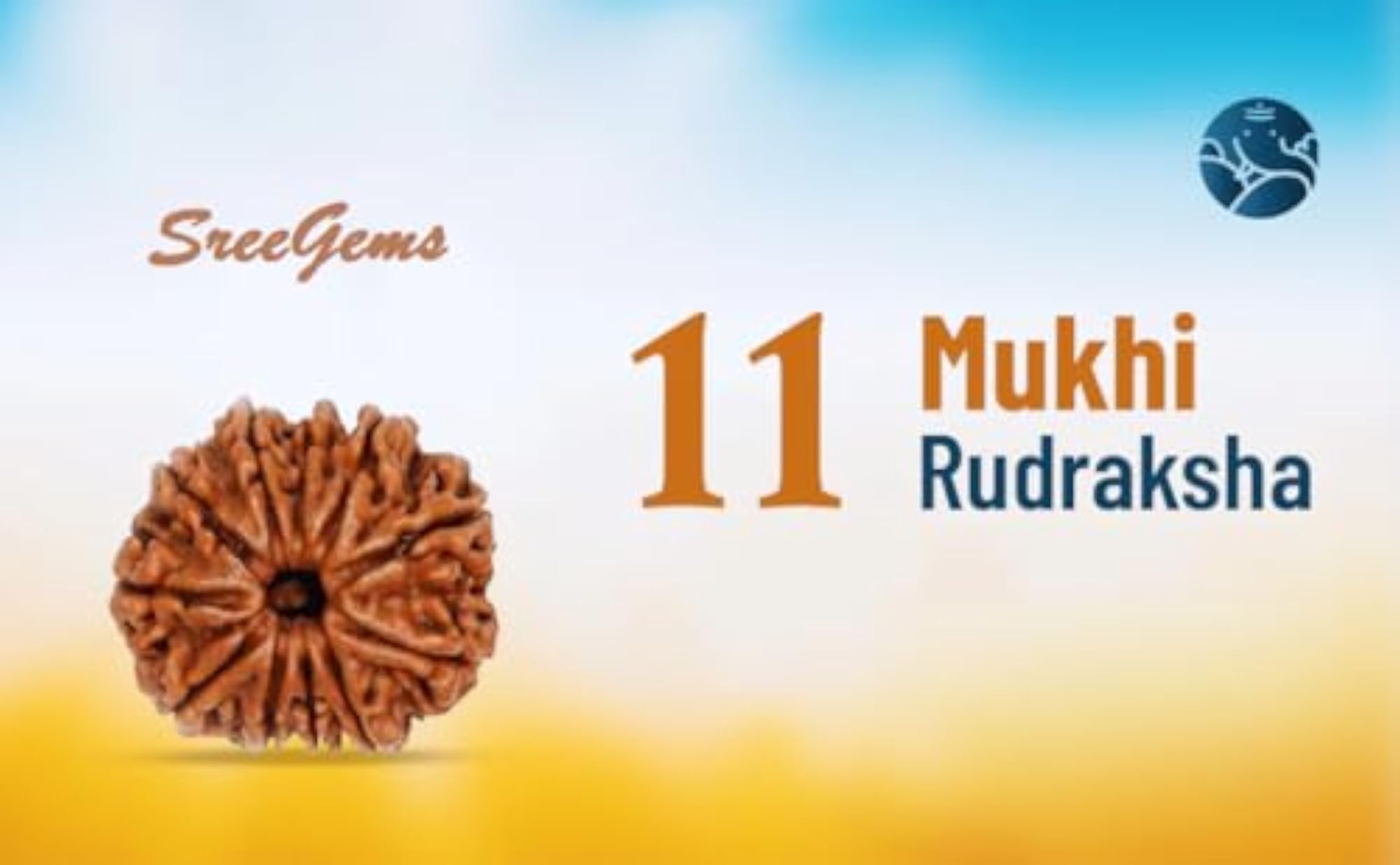 11 Mukhi Rudraksha, Original Certified