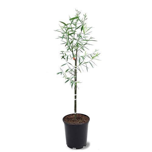Weeping Willow, Deciduous, Fast-Growing, Shade Tree, 2-3 ft Tree Height, 1 gal Nursery Pot (Due to Agricultural Laws, we Cannot Ship to CA, AZ, AK, or HI)