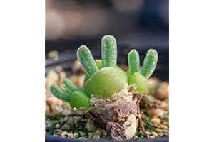 80Pcs Fresh monilaria obconica Plant Seeds by Yardwe - Forgiving, Drought-Tolerant, Ideal...