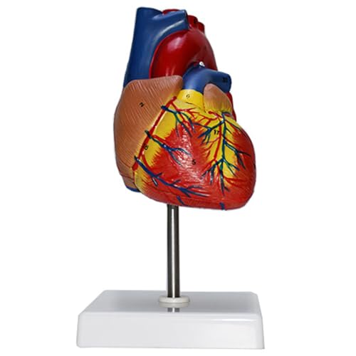 Image of Haobase Life Size Human Heart Anatomical Model, 2-Part Educational Medical Display with Stand